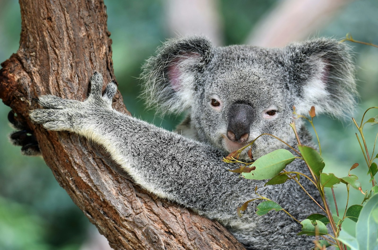 Gambaran sekilas tentang Australia